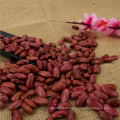 Best Selling Small red kidney beans